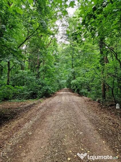Teren intravilan 12.000mp - Padurea Baneasa - 2