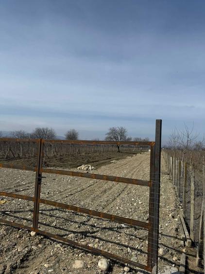 Vand Teren intravilan - 6