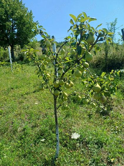 Vand casa cu teren - 11