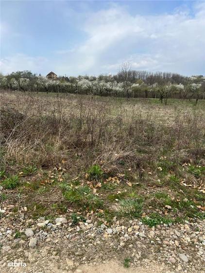 RECO Teren Paleu - 3