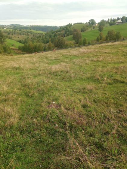 Vand teren intravilan si extravilan Sat Maguri - 8