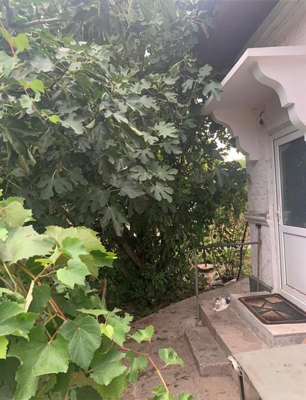 Voluntari  Vanzare Teren 1400mp cu casa batraneasca - 5