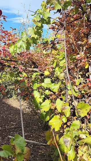 Proprietate situată la Vadu Pașii, stradal, central, cu potențial comercial - 2