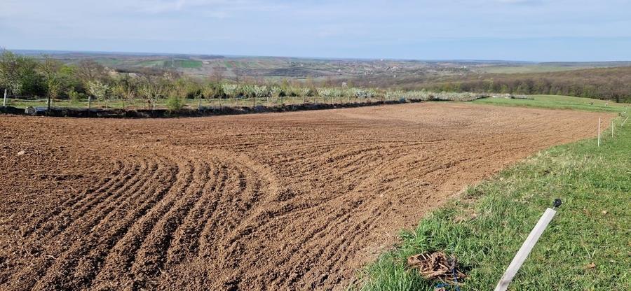 Teren intravilan 3.000 mp – 8 min de Oradea, Săldăbagiu de Munte - 9