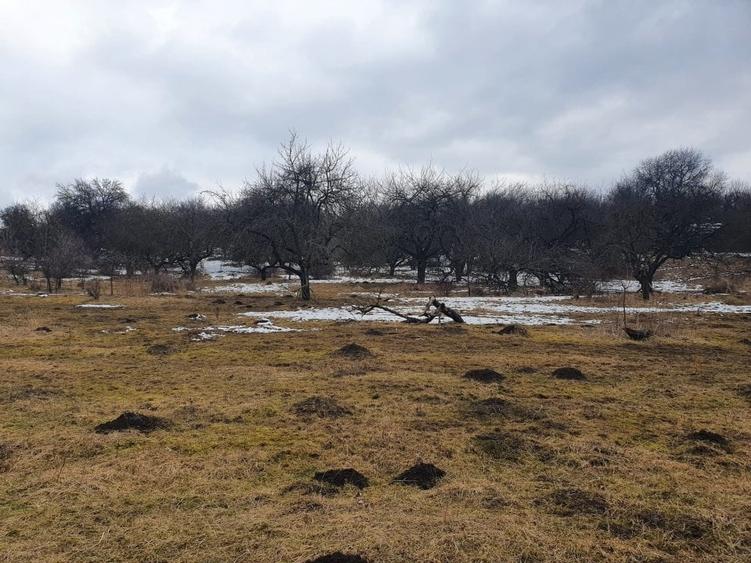 Teren Construcții extravilan de 10000 mp, în Bod - 5