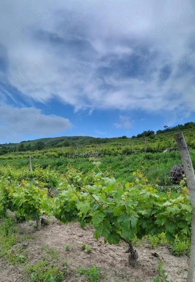 Casa renovata + 1,29 ha teren in Cotnari vedere superba! - 10