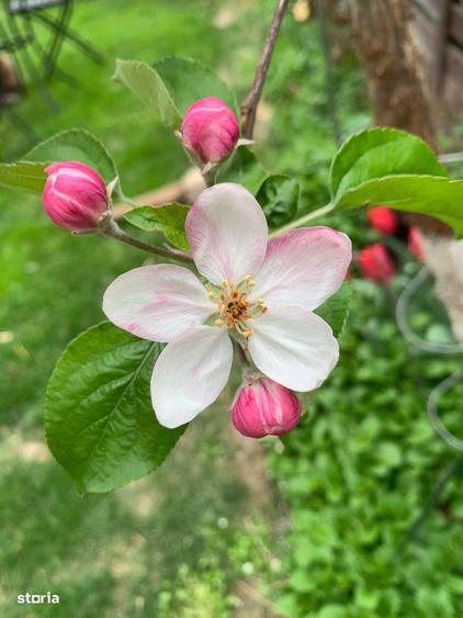 Vila superba, direct de la proprietar - 10