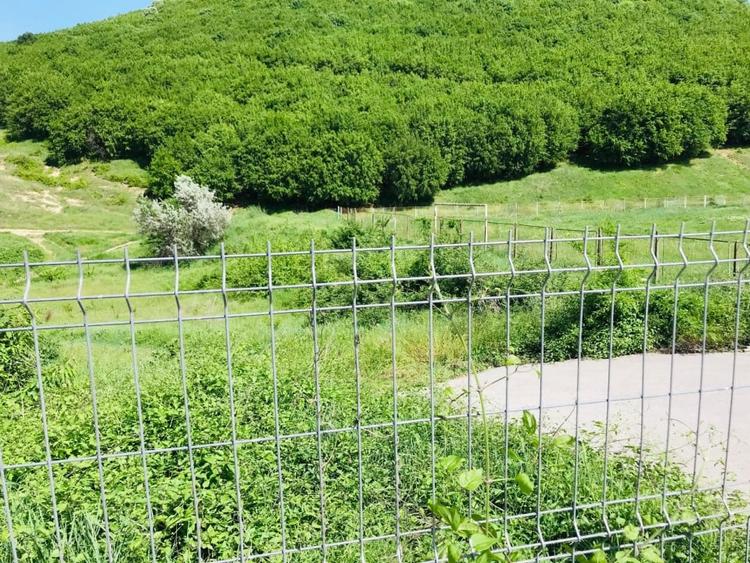 BABADAG -TEREN INTRAVILAN , 1000 MP - 4