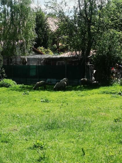 Ocazie rară / Teren central de 2100 mp pe Str. Victoriei, Breaza, Prahova - 6