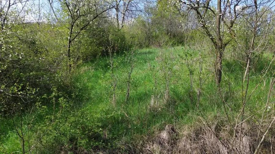 Teren Jiblea Veche - 4