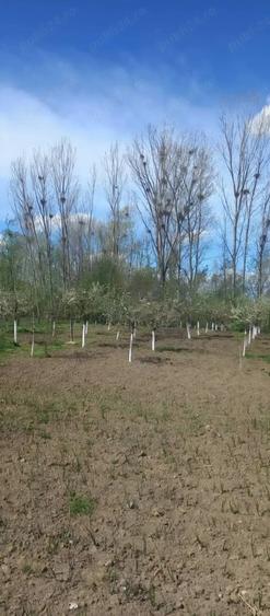 Casa de Vanzare in Osica de Sus - 2