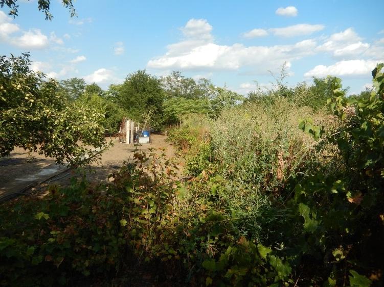 Calugareni-Branistari-casa 4 camere, teren 1965 mp, curent, put, libera,69900 € - 27