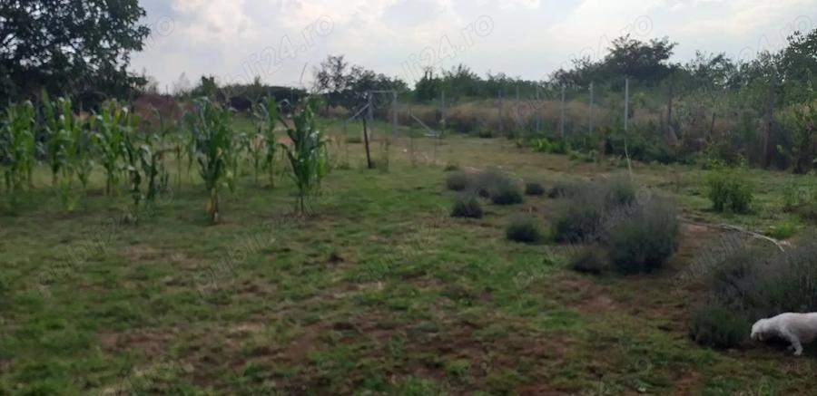 Casa cu teren GHIOROC - 8