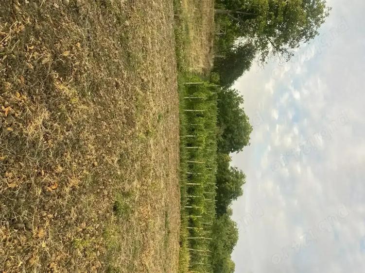 Casa de vanzare in Craiesti comuna Adamus - 6