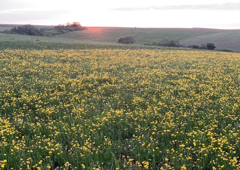 Teren arabil de 630 hectare in Gala?i - 1