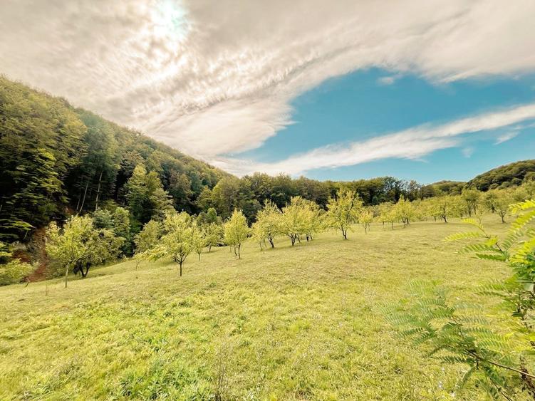 Teren 9.800 mp – Investiție ideală în mijlocul naturii | 10€/mp - Comision 0% - 7