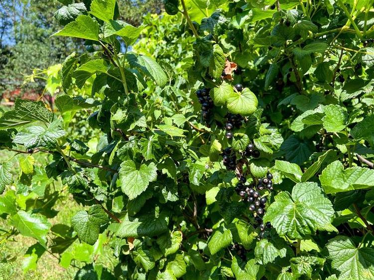 Casa primiroate in decor valoros si rodnic teren de 850mp, Ilieni, Covasna: FILM - 3