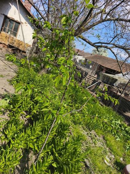 Vanzare Casa batraneasca Colibasi jud Giurgiu - 4