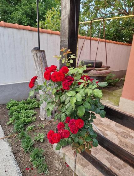 Casă cu Teren 1200 Mp în Schela
