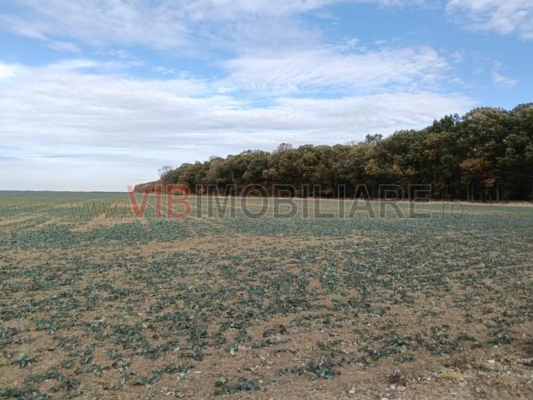 Ferma Agricolă 1.350 Hectare – Grad de Comasare 96–97%, Chișineu Criș, Județul A - 10