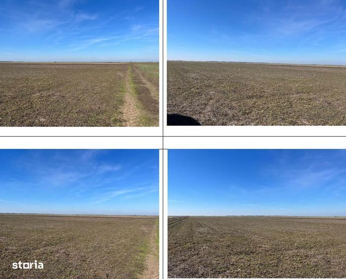 Teren extravilan, Loc Dor Marunt, Jud. Calarasi - 4