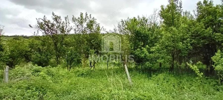 Teren intravilan | Budiu Mic | 994 mp - 3