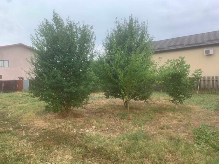 Propietar teren Dobreni Giurgiu - 5