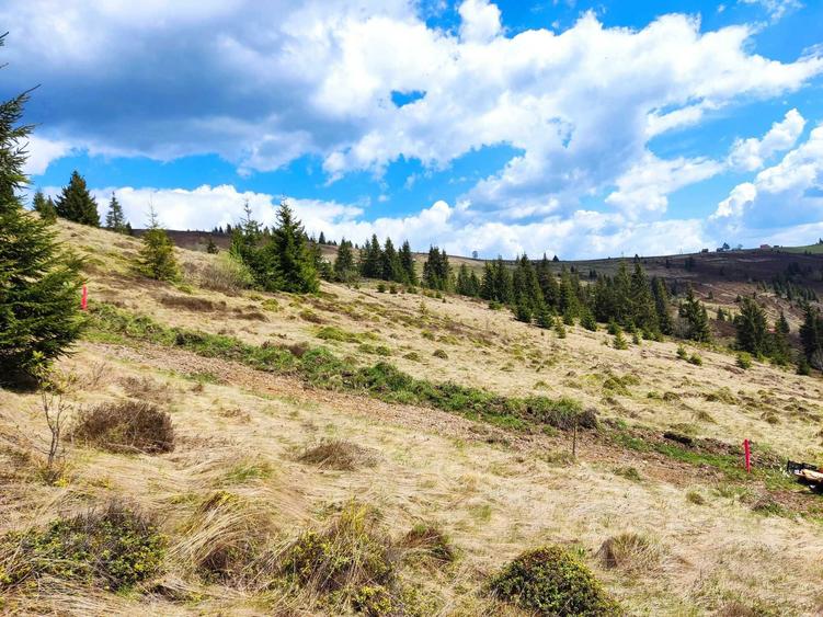 Teren extravilan Poiana Horea - 1