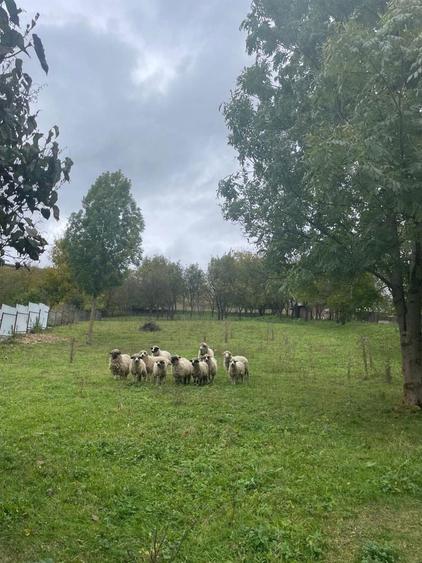 Teren intravilan 1.608 mp Martinesti lac in fata - 6