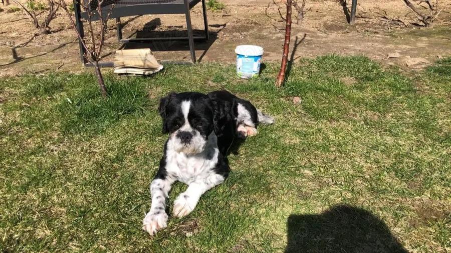 Casa vanzare Casa Tineretului Craiova - 3