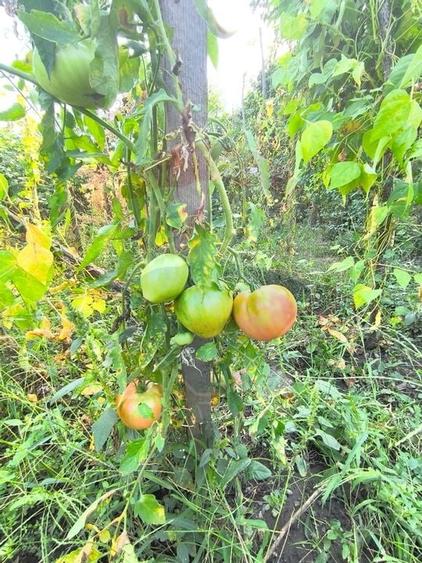 Casă de vanzare 3 camere Gherla - 33