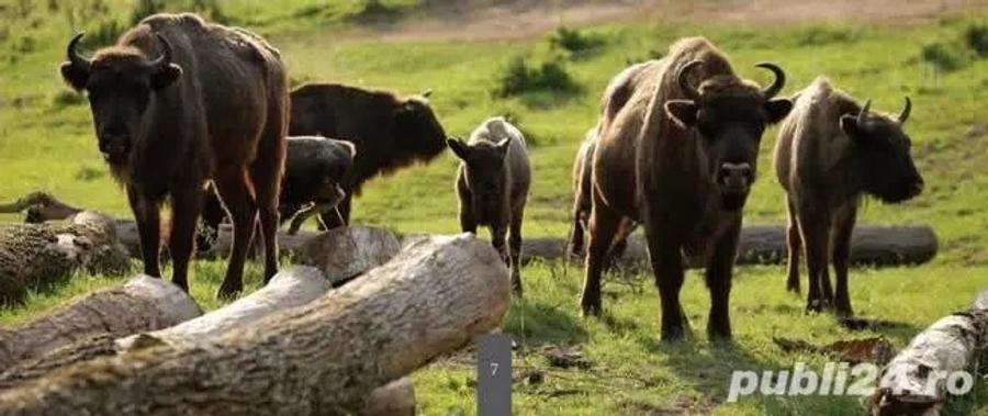 De vanzare teren cu casa inceputa - 5