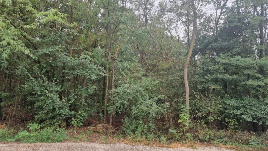 Pensiune Silistea Snagovului - 15