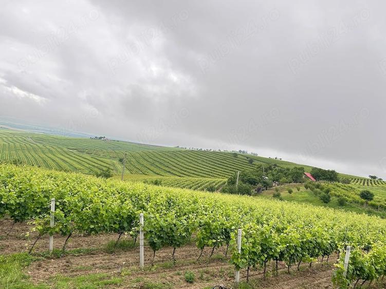 Vand Teren Extravilan in localitatea Jugureni - 3