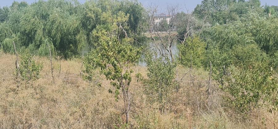 Teren Corbeanca Tamasi vsv de Paradisul verde 16000 mp deschidere lac - 7