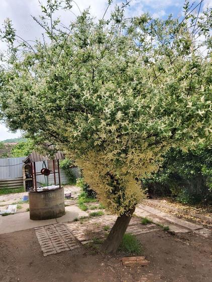 Casa Bocsa Montana pretabila credit 500 mp negociabil - 6