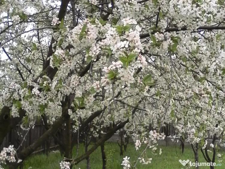 Teren ,Casa de lemn, Spa?iu de produc?ie - 6