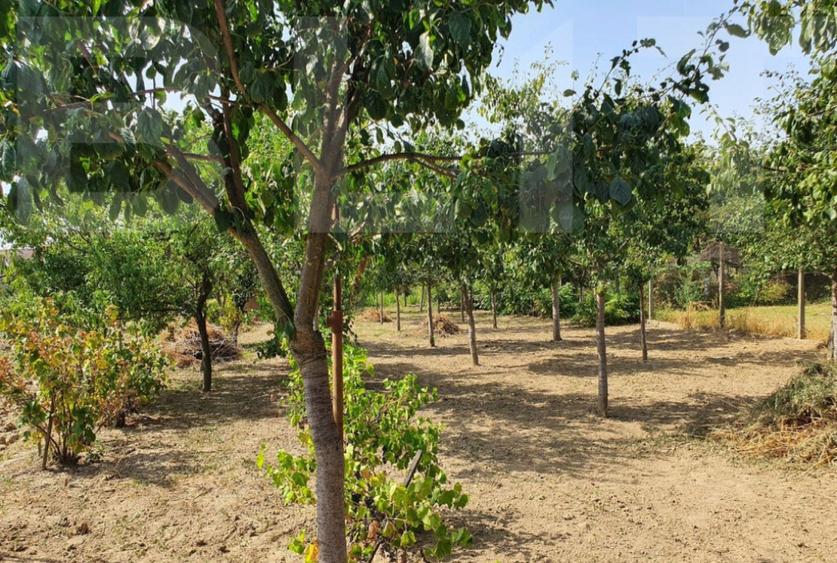 DE VANZARE Casa cu gradina mare in Lugoj - 3