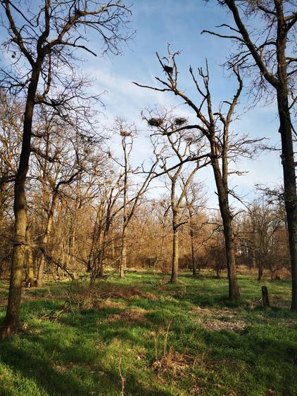 20 Ha Padure stejar la 10 km de Pitesti - 1