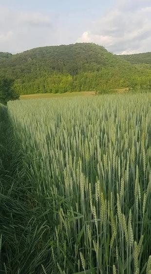 Teren de 51200 mp, în Viișoara