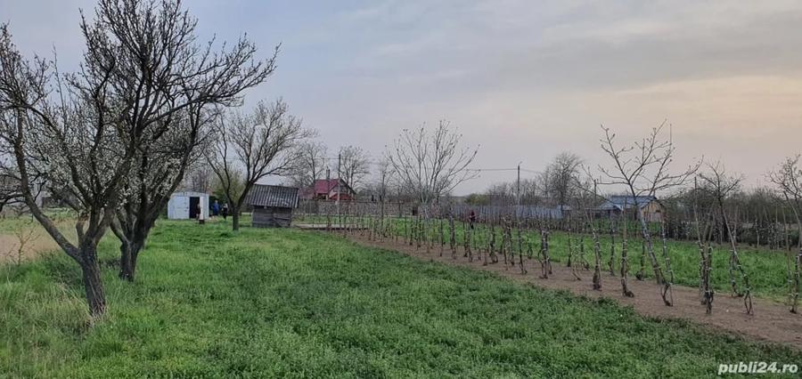Teren de 2300 mp, în Sărulești