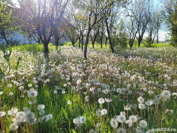 Casă în Lipovei