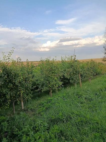 Casă cu 2 camere cu Teren 5862 Mp în Esechioi