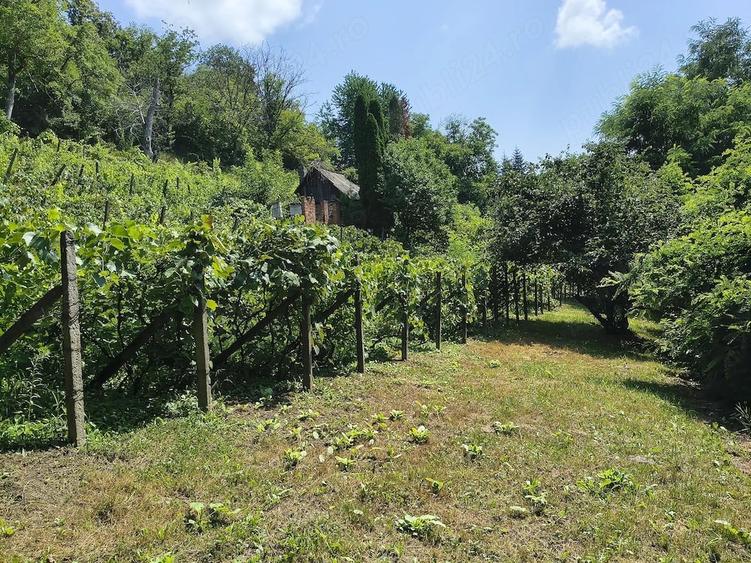 Teren de 5600 mp, în Valea Budului