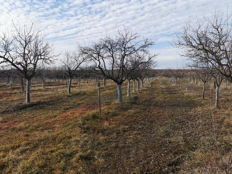 Teren de 11500 mp, în Ciomăgești