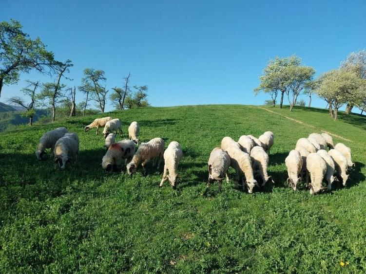 Casă cu 4 camere în Călene