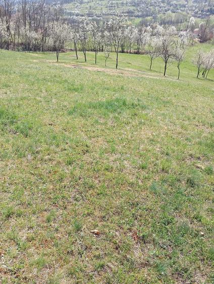 Teren de 2800 mp, în Ormindea