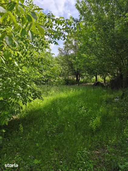 Teren de 803 mp, în Ciurila