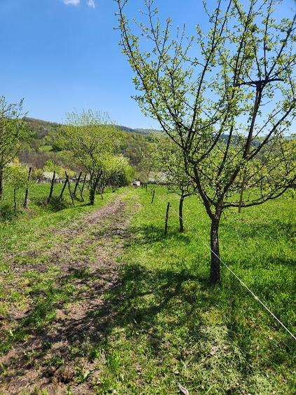 Teren Construcții intravilan de 16000 mp, în Ogretin