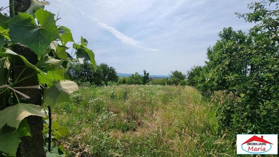 Casă individuală cu 2 camere cu Teren 8052 Mp în Viile Satu Mare